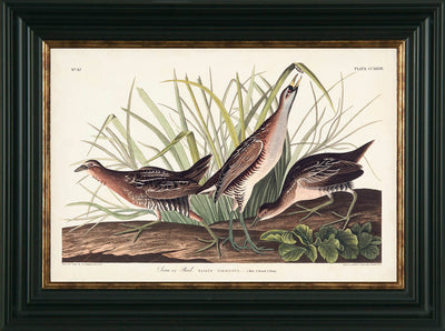 Water Birds IV By James Audubon Sora Rail - TheArtistsQuarter