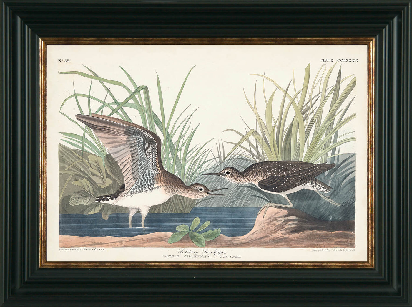 Water Birds V By James Audubon Solitary Sandpiper - TheArtistsQuarter