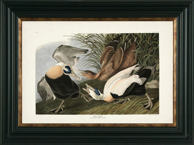 Water Birds VI By James Audubon Eider Duck - TheArtistsQuarter