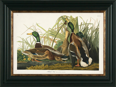 Water Birds VII By James Audubon Mallard Duck - TheArtistsQuarter