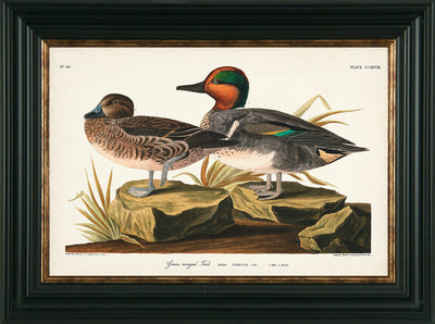 Water Birds VIII By James Audubon Green Winged Teal - TheArtistsQuarter
