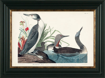 Water Birds IX By James Audubon Red Throated Diver - TheArtistsQuarter