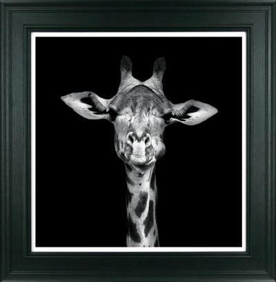 Giraffe Stare By Julie Chapman - TheArtistsQuarter