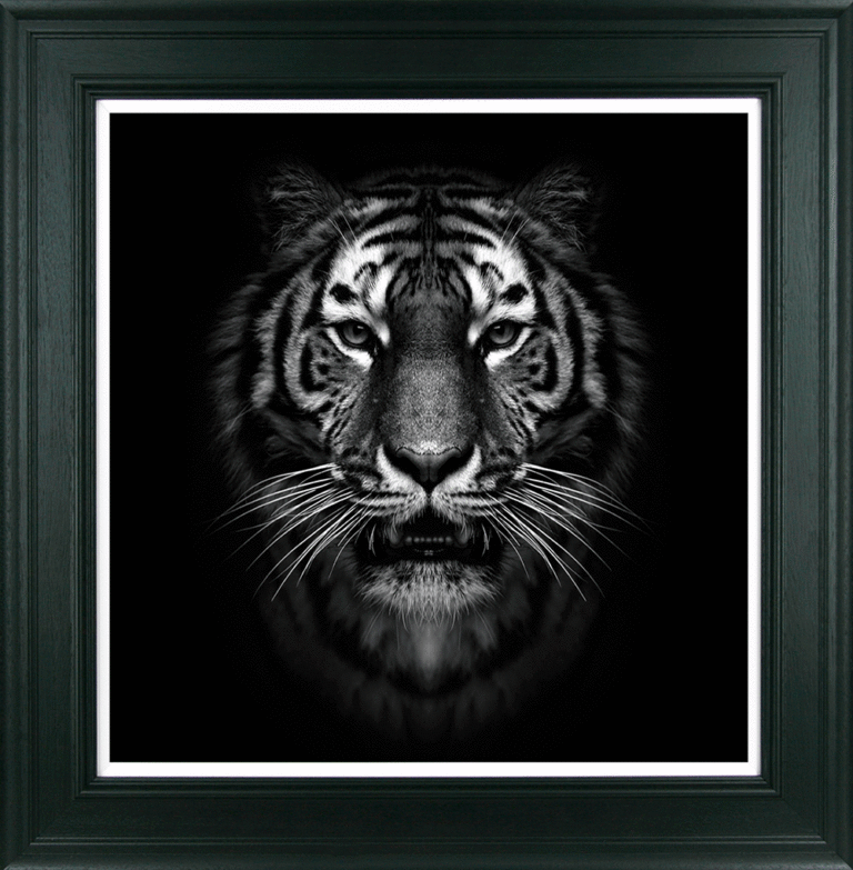 Tiger Stare By Julie Chapman - TheArtistsQuarter
