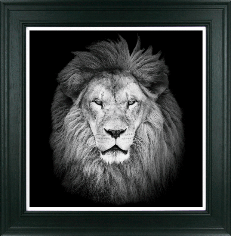 Lion Stare By Julie Chapman - TheArtistsQuarter