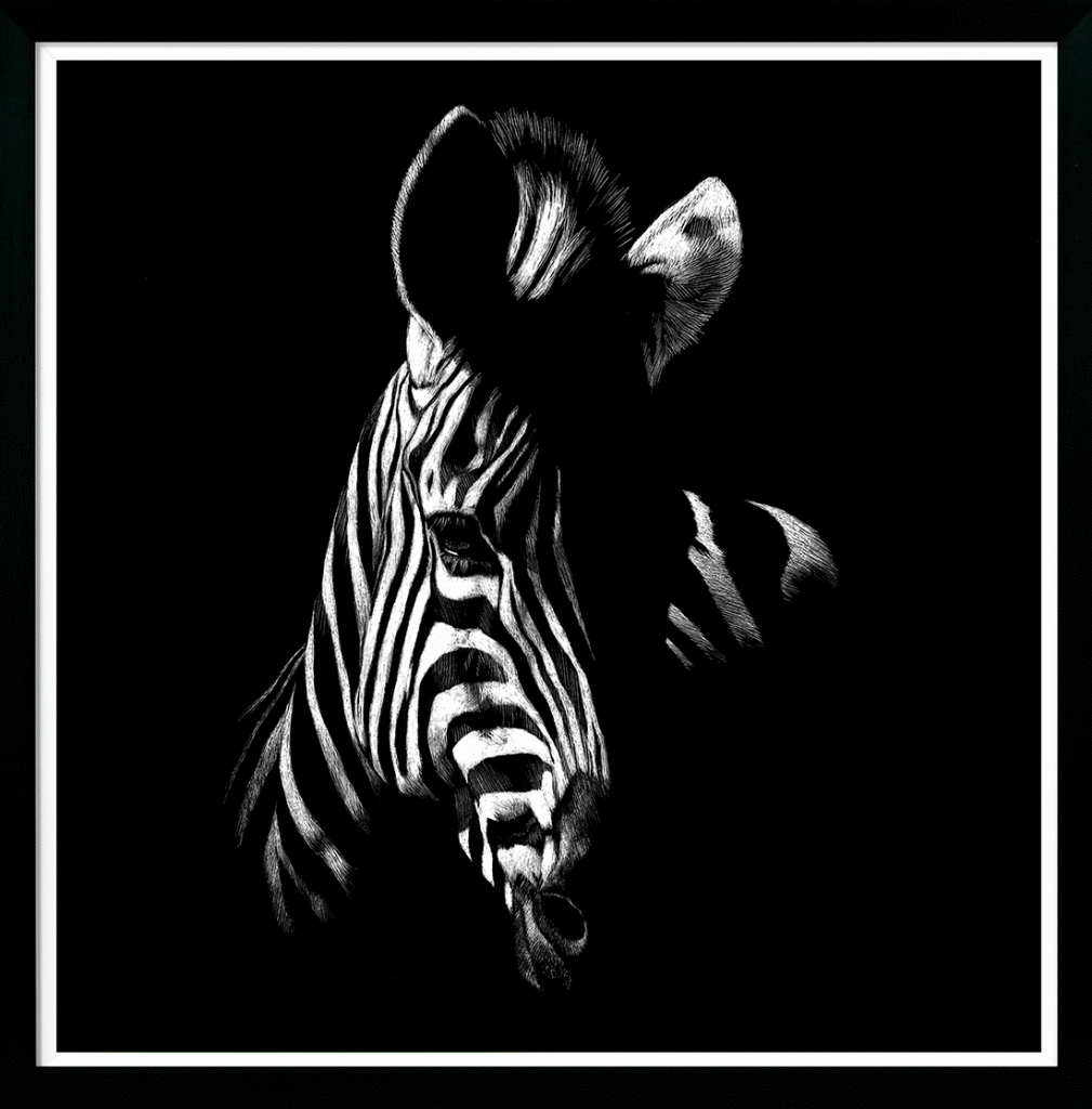 Zebra Stare By Julie Chapman (Small) - TheArtistsQuarter