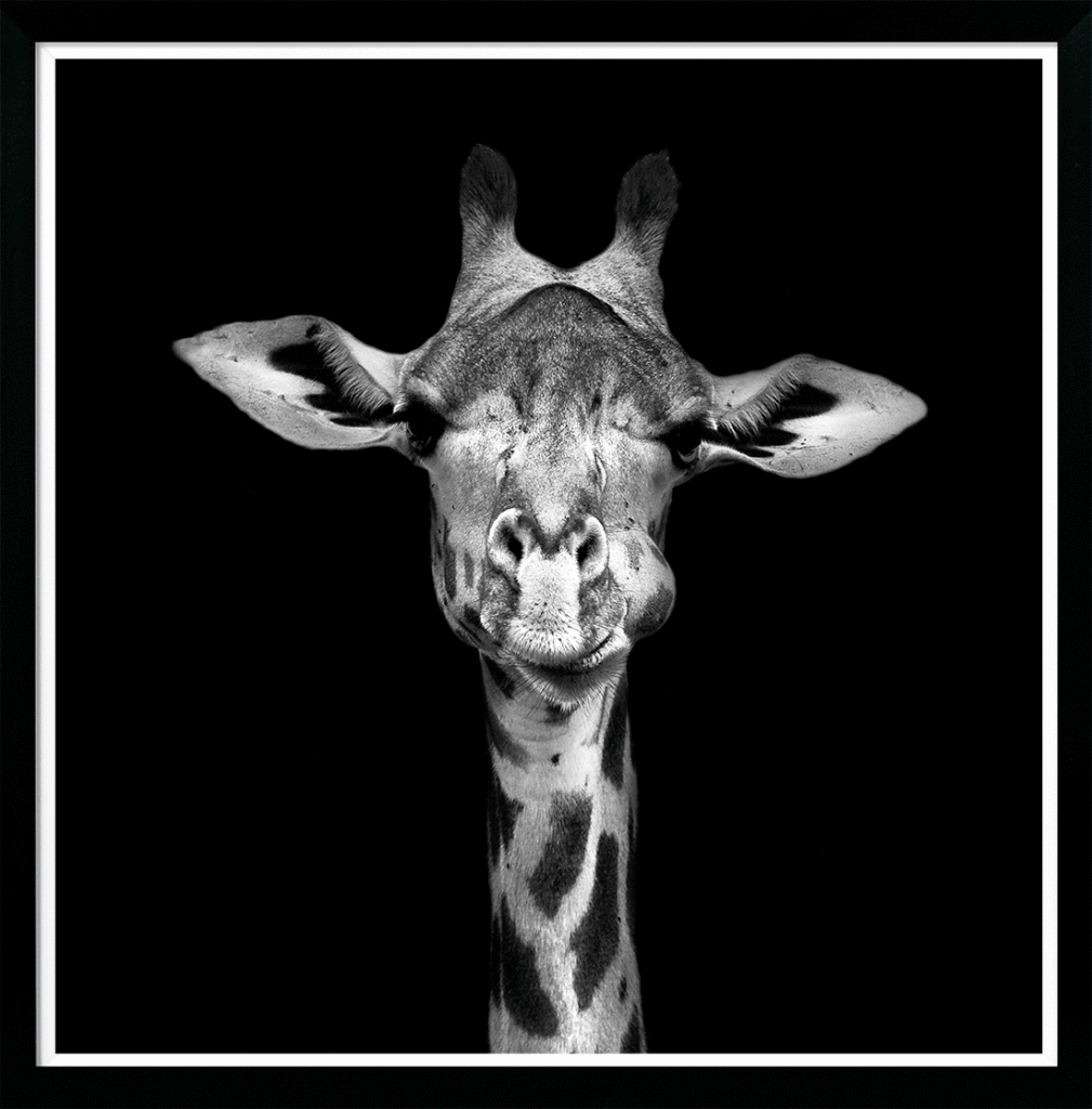 Giraffe Stare By Julie Chapman (Small) - TheArtistsQuarter