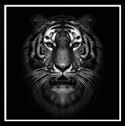 Tiger Stare By Julie Chapman (Small) - TheArtistsQuarter