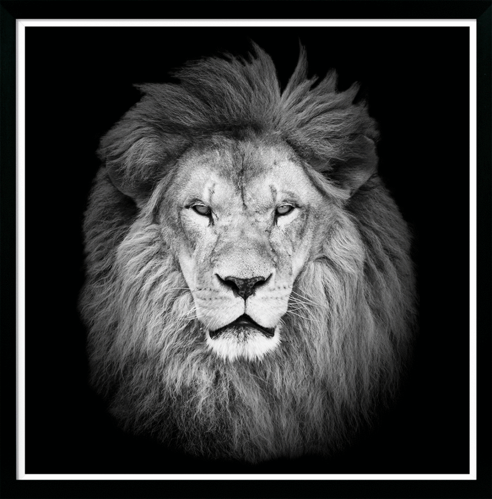 Lion Stare By Julie Chapman (Small) - TheArtistsQuarter