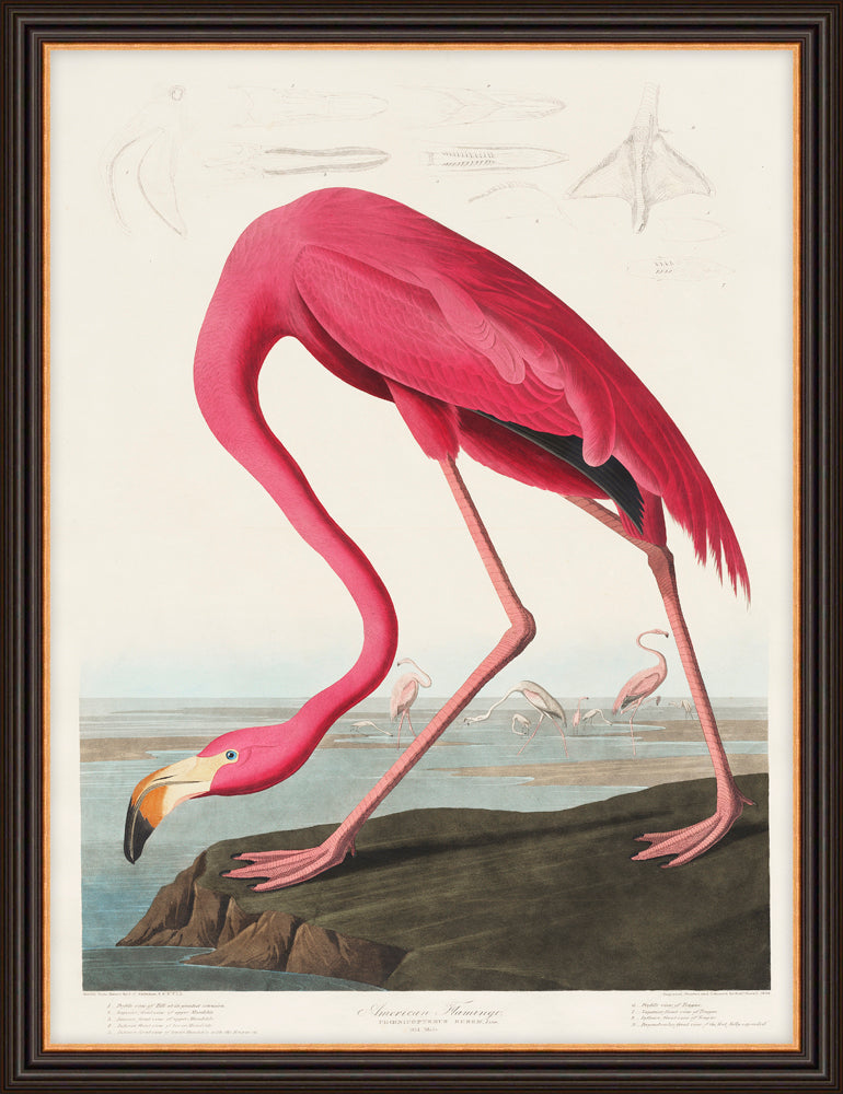 American Flamingo By John James Audubon - TheArtistsQuarter