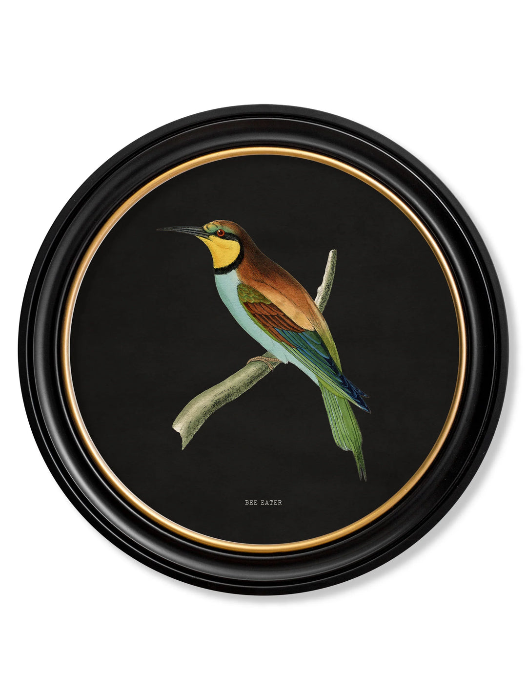 c.1870 Kingfisher and Bee Eater - TheArtistsQuarter