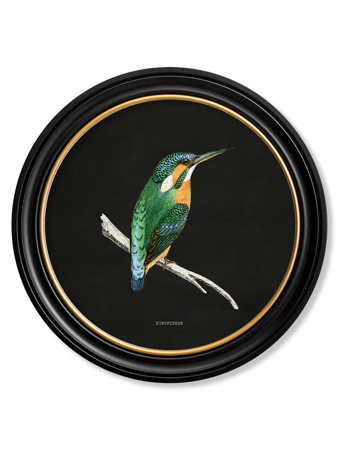 c.1870 Kingfisher and Bee Eater - TheArtistsQuarter