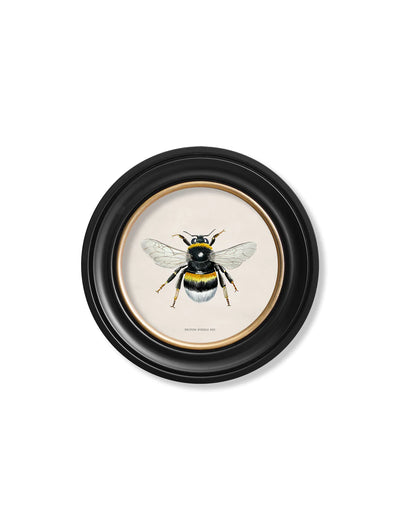 British Bees - ROUND FRAMES - TheArtistsQuarter