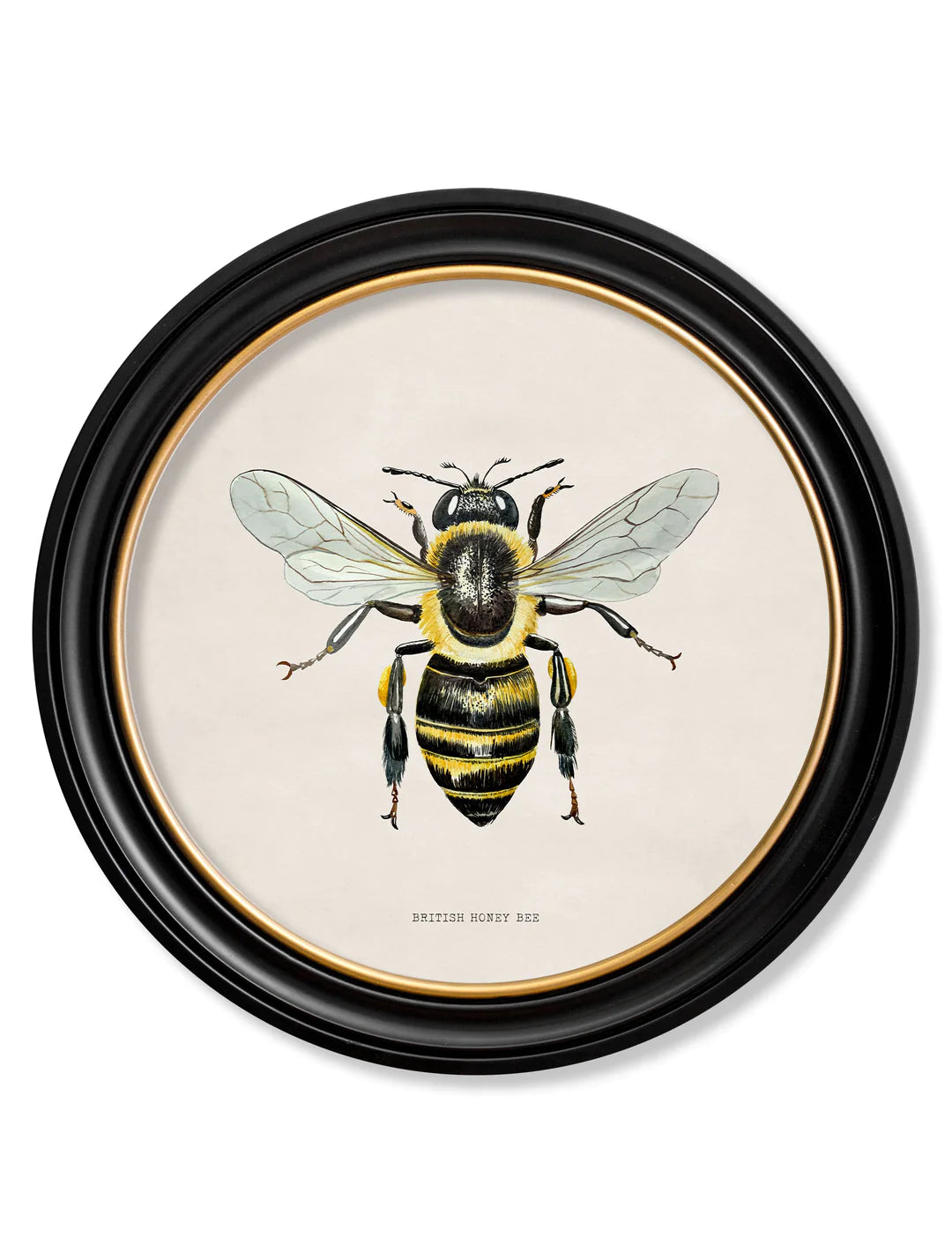 British Bees - ROUND FRAMES - TheArtistsQuarter