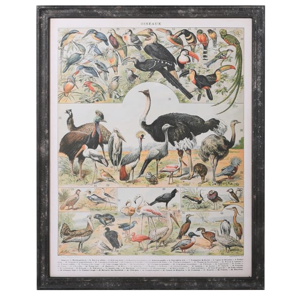 Vintage Style Mammal Birds - TheArtistsQuarter