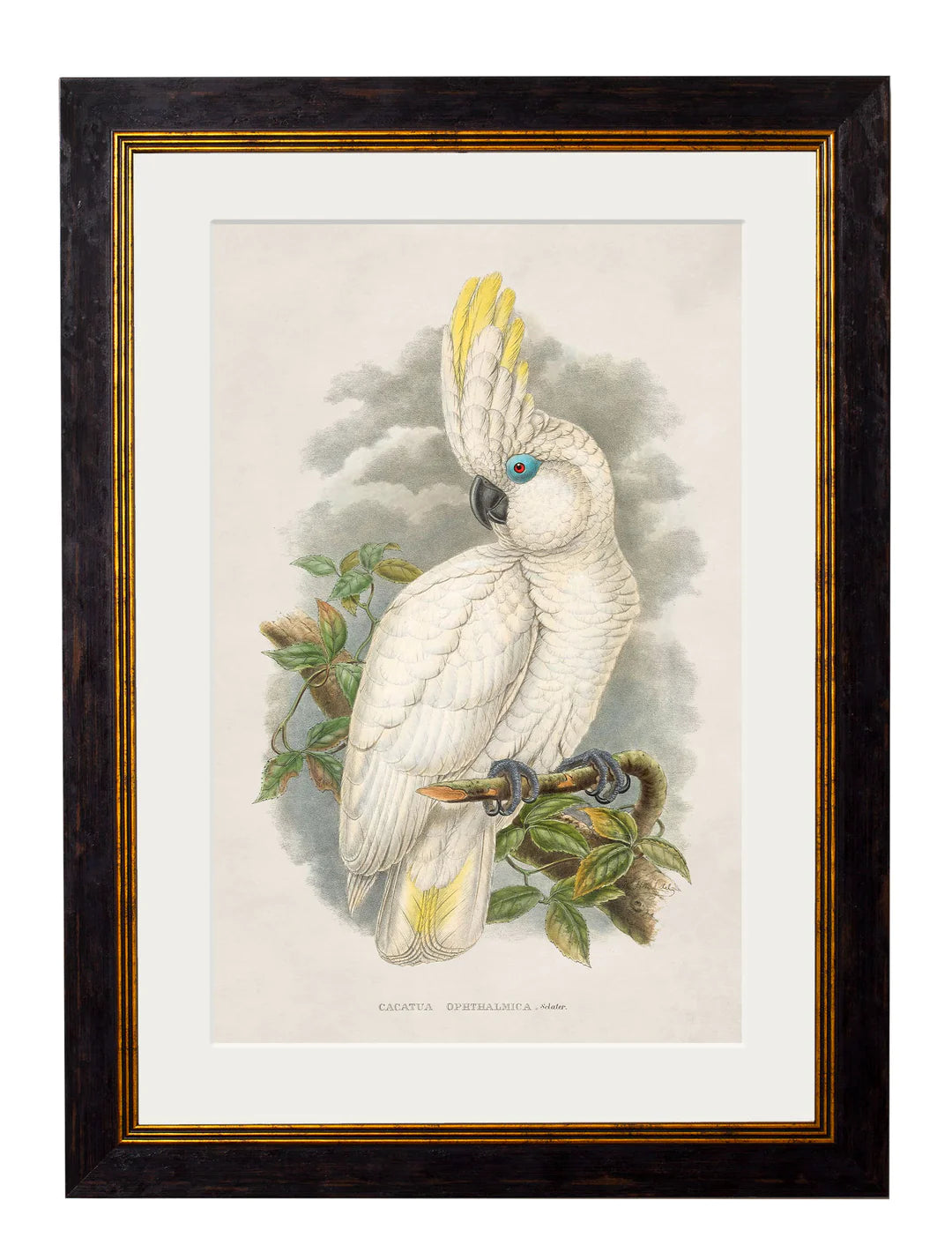c.1875 Cockatoos - TheArtistsQuarter