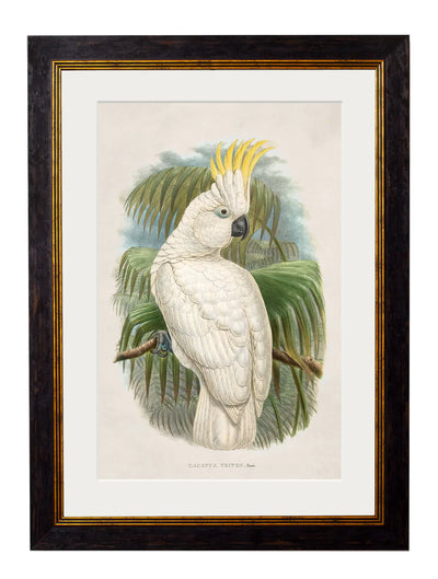 c.1875 Cockatoos - TheArtistsQuarter