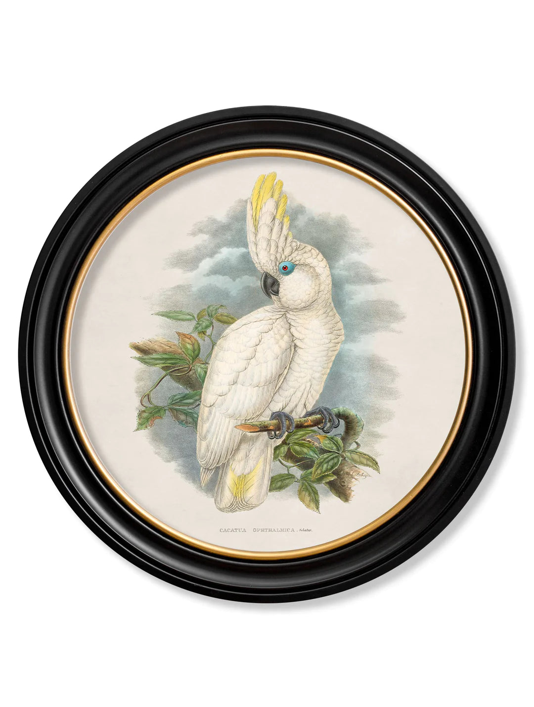 c.1875 Cockatoos In Round Frames - TheArtistsQuarter