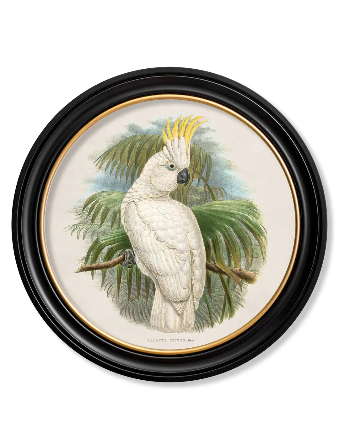 c.1875 Cockatoos In Round Frames - TheArtistsQuarter