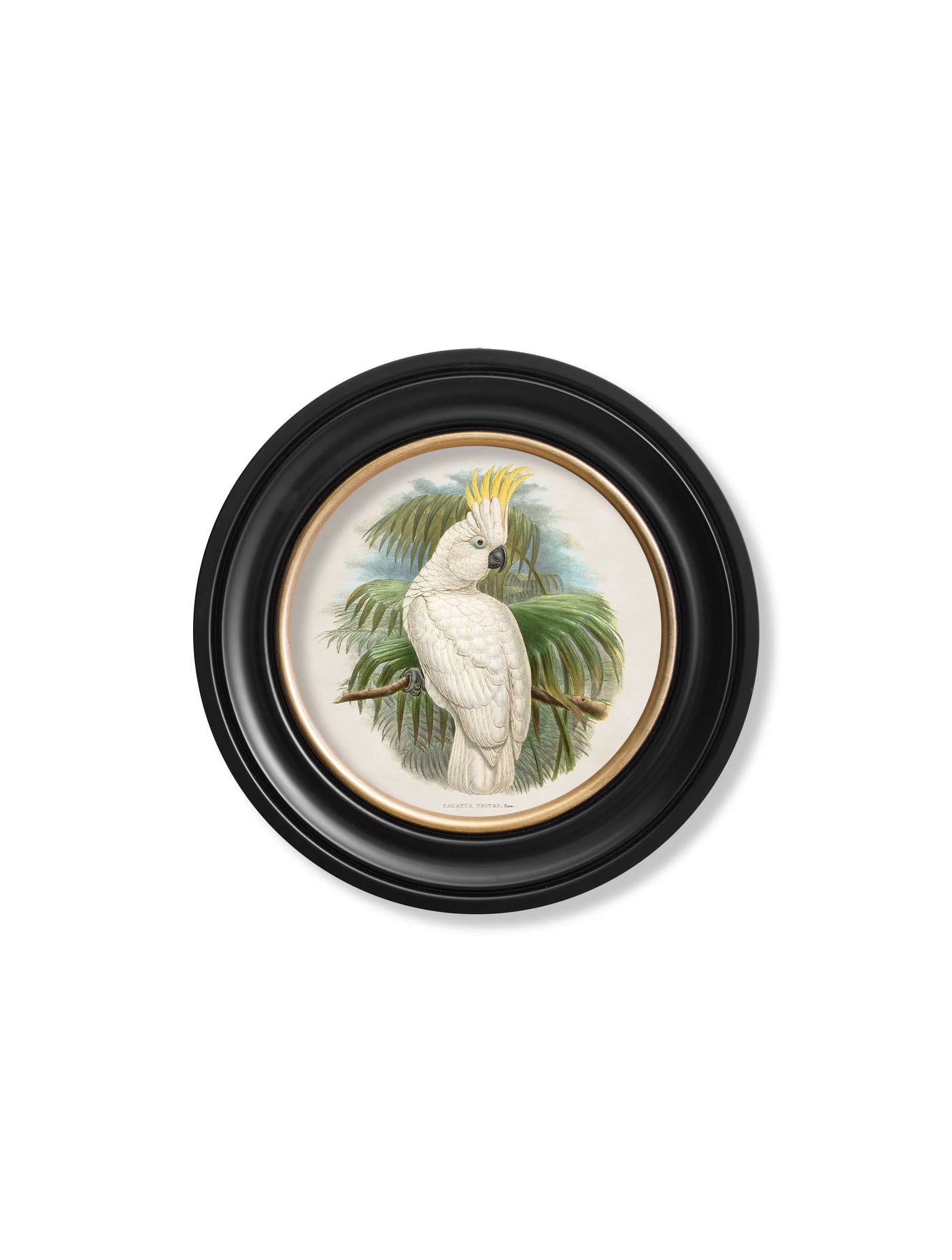c.1875 Cockatoos In Round Frames - TheArtistsQuarter