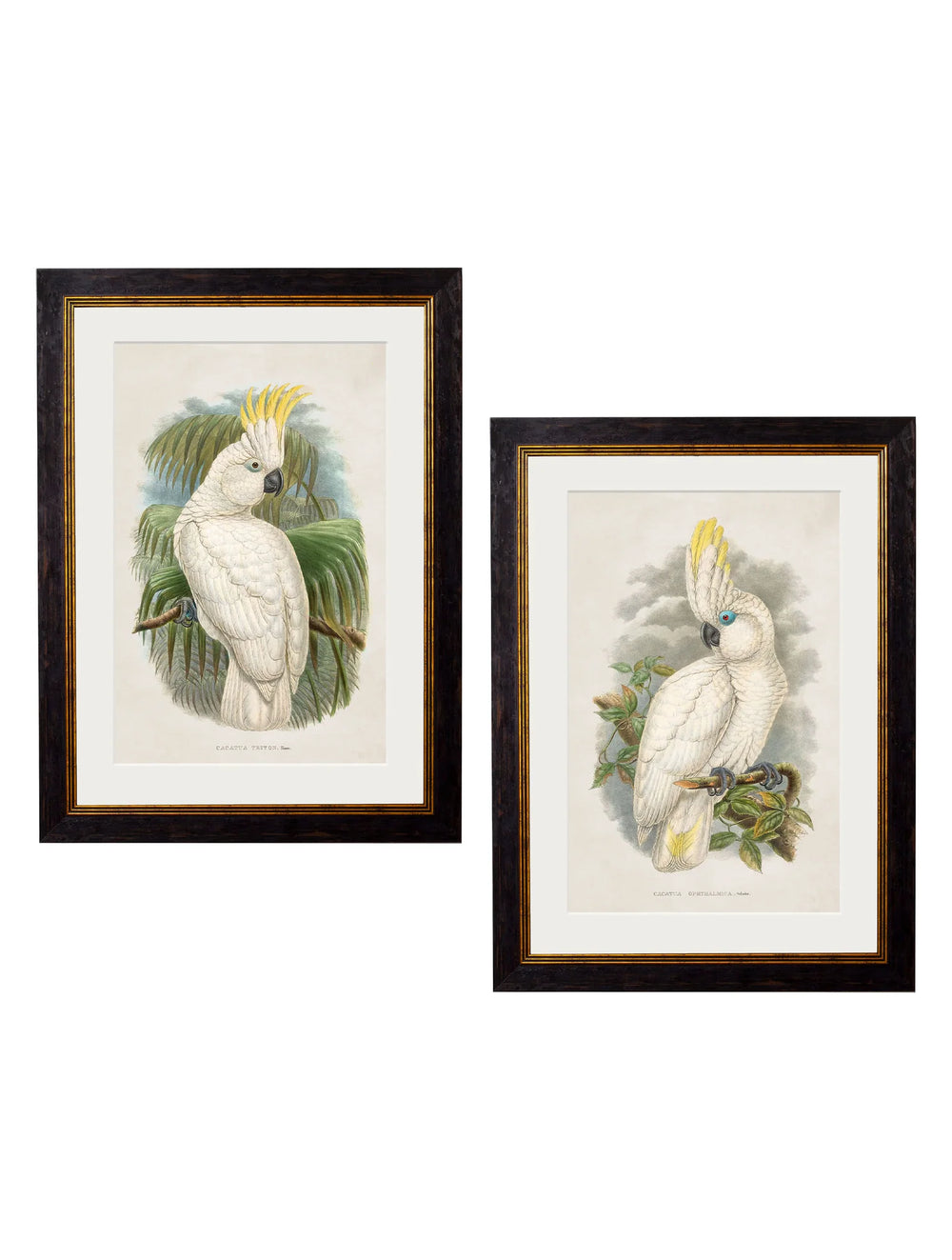 c.1875 Cockatoos - TheArtistsQuarter