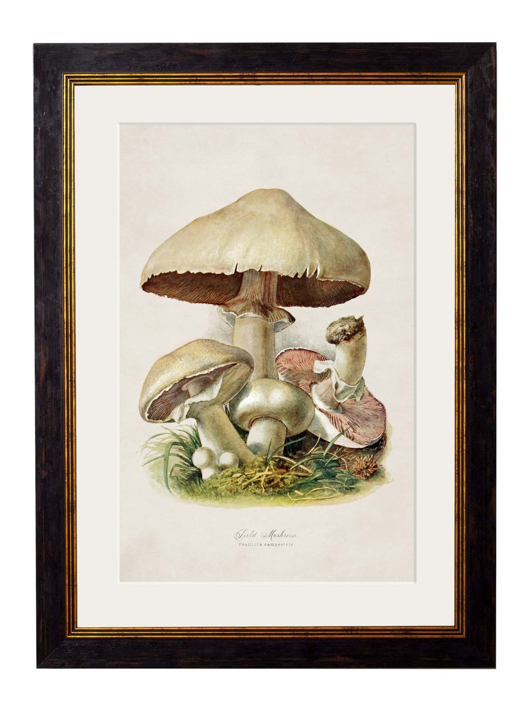 c.1913 Edible Mushrooms - TheArtistsQuarter