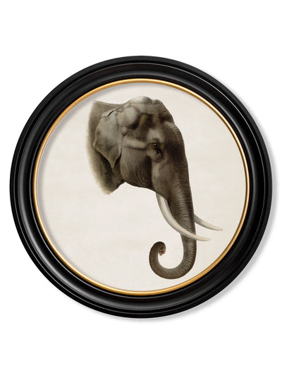 C.1901 INDIAN ELEPHANT - ROUND FRAME - TheArtistsQuarter