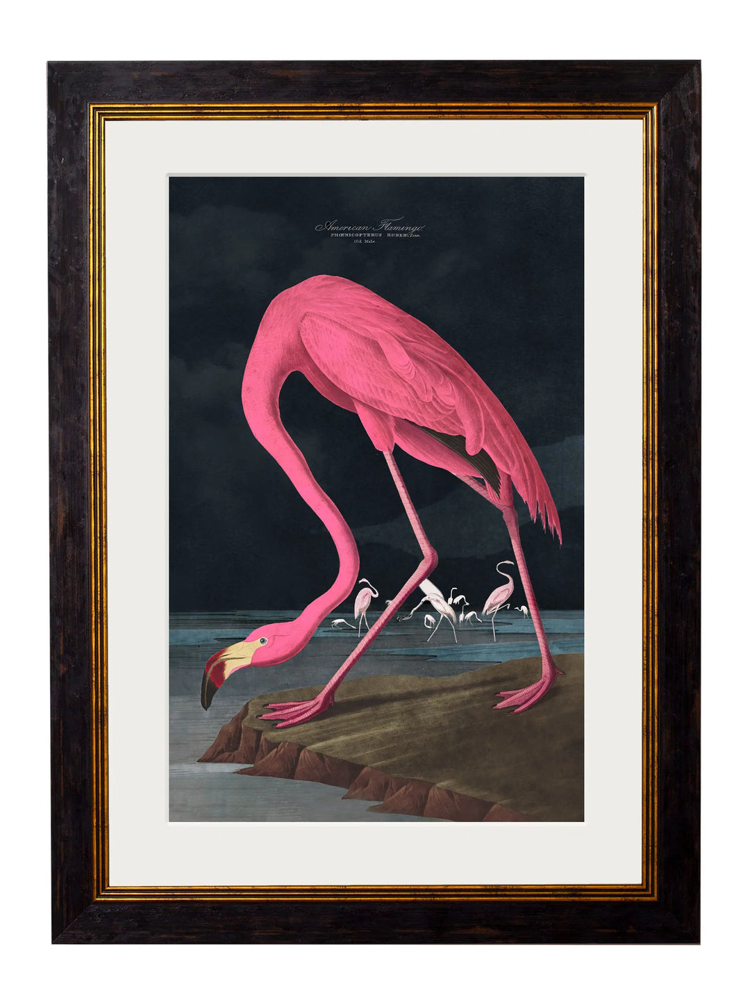 c.1838 Audubon's Flamingo - Dark - TheArtistsQuarter