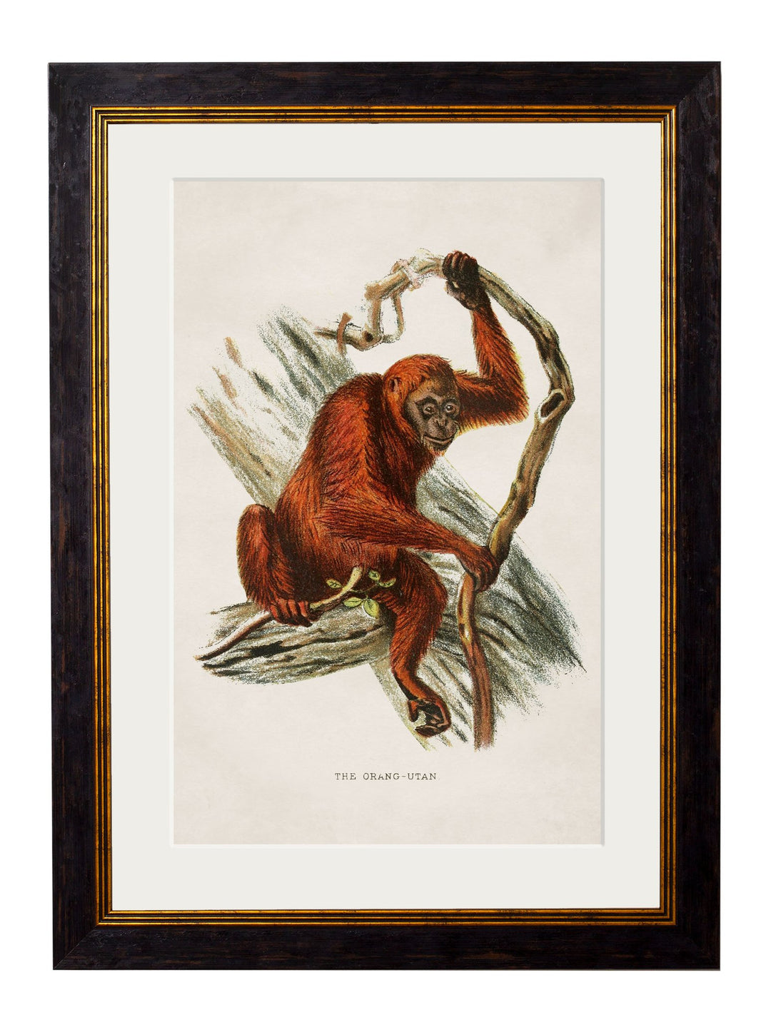 c.1910 Collection of Primates - TheArtistsQuarter