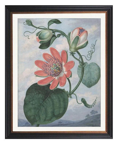 Passion Flower Print - Sydenham Teak Edwards Framed Print - TheArtistsQuarter