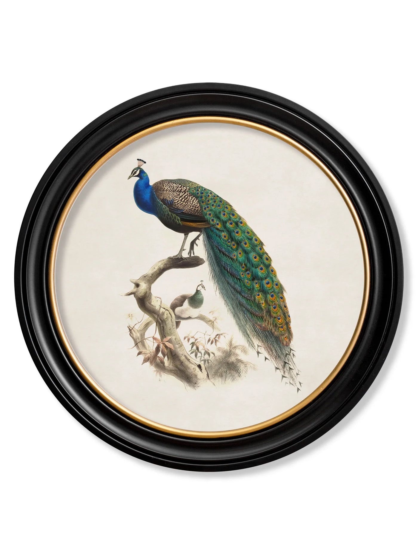 C.1800s PEACOCK - ROUND FRAME - TheArtistsQuarter