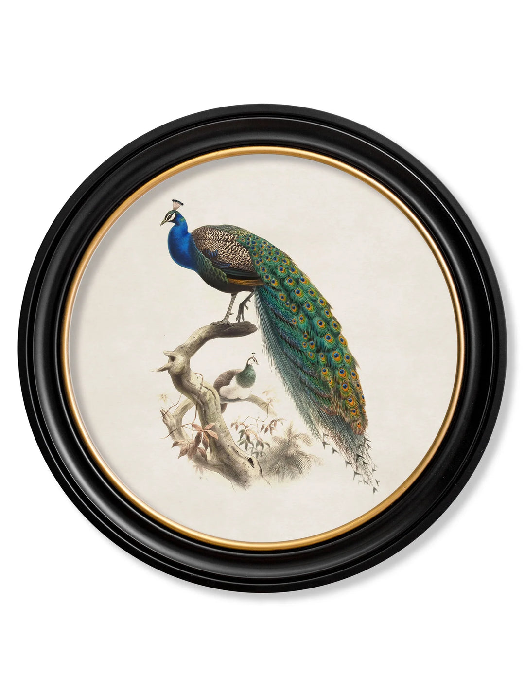 c.1800s Peacock in Round Frame - TheArtistsQuarter