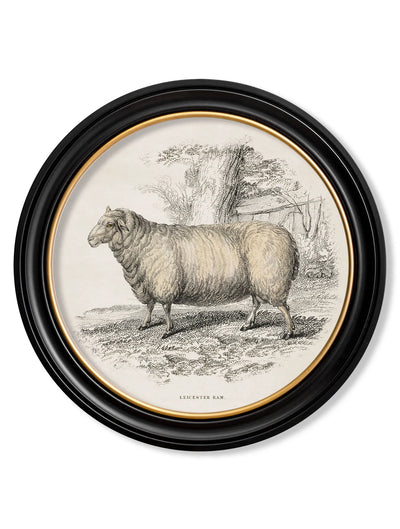 C.1837 DOMESTIC ANIMALS - ROUND FRAME - TheArtistsQuarter