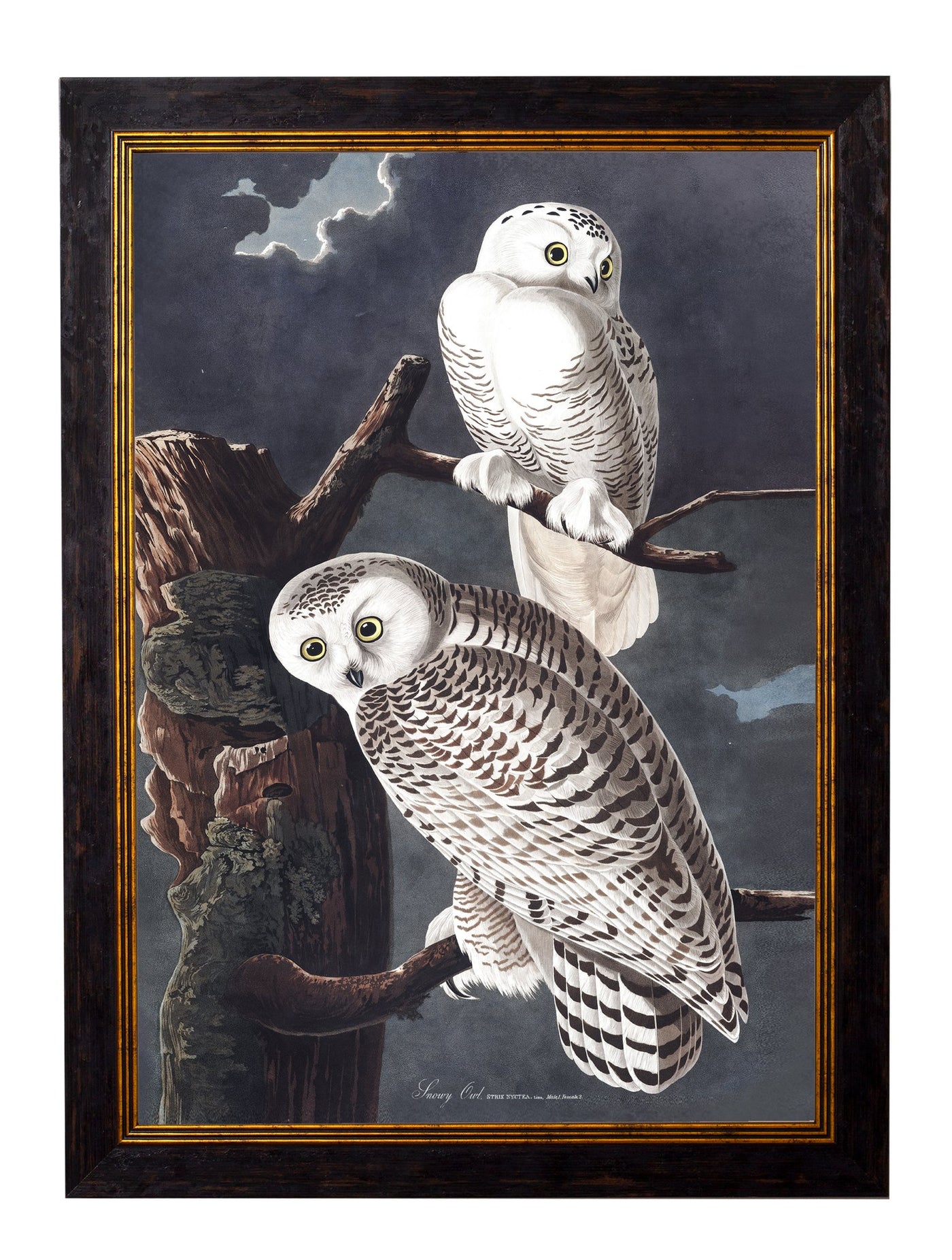C.1838 AUDUBON'S OWLS - TheArtistsQuarter