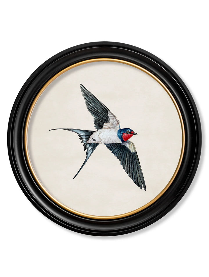 Swallows In Round Frames - TheArtistsQuarter