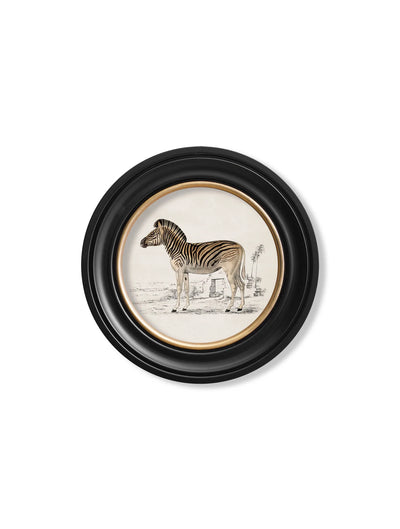 C.1774 ZEBRA - ROUND FRAME - TheArtistsQuarter