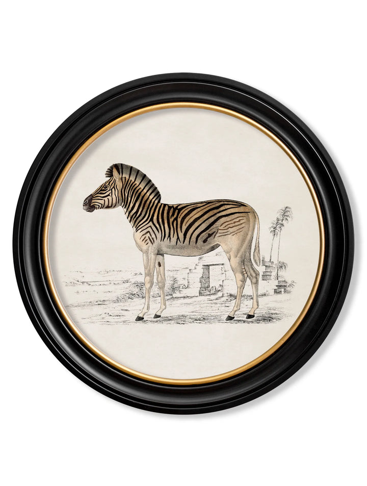 c.1774 Zebra - Round Frame - TheArtistsQuarter