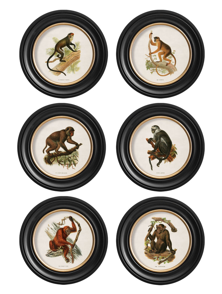 c.1910 Collection of Primates in Round Frames - TheArtistsQuarter