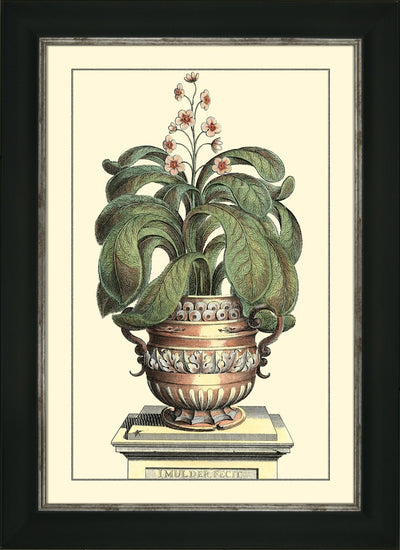ANTIQUE ALOE II By Abraham Munting - TheArtistsQuarter