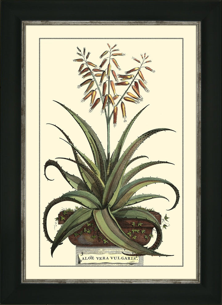 Antique Aloe 3 By Abraham Munting - TheArtistsQuarter