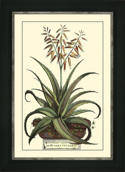 ANTIQUE ALOE III By Abraham Munting - TheArtistsQuarter