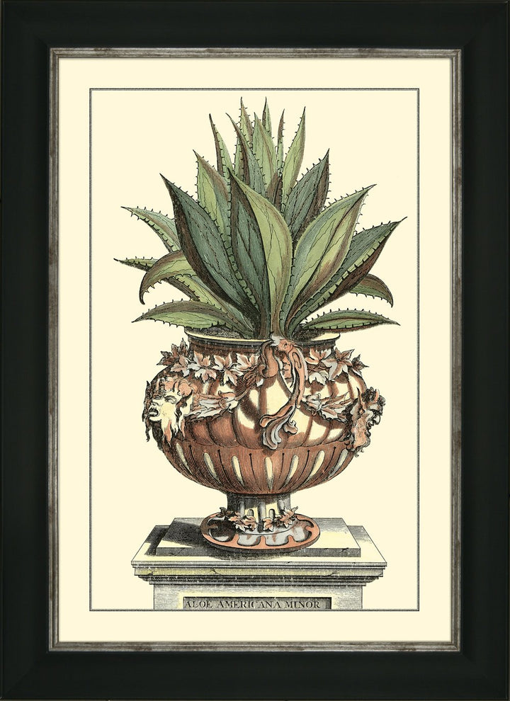 Antique Aloe 4 Abraham Munting - TheArtistsQuarter