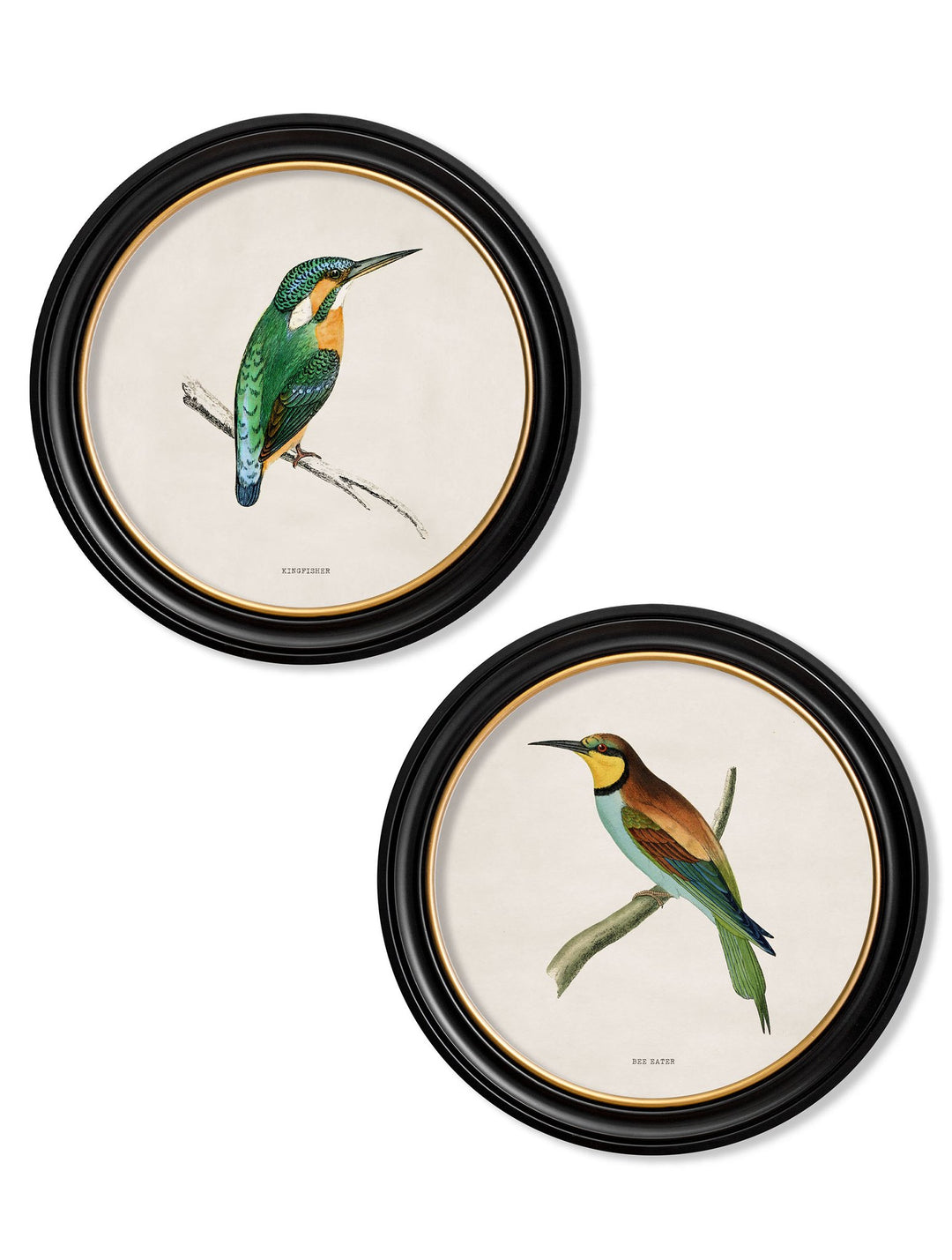 c.1870 Kingfisher and Bee Eater - TheArtistsQuarter