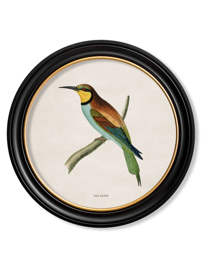 C.1870 KINGFISHER AND BEE EATER - TheArtistsQuarter