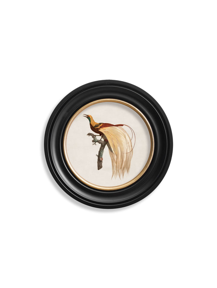 c.1809 Birds of Paradise - Round Frames - TheArtistsQuarter