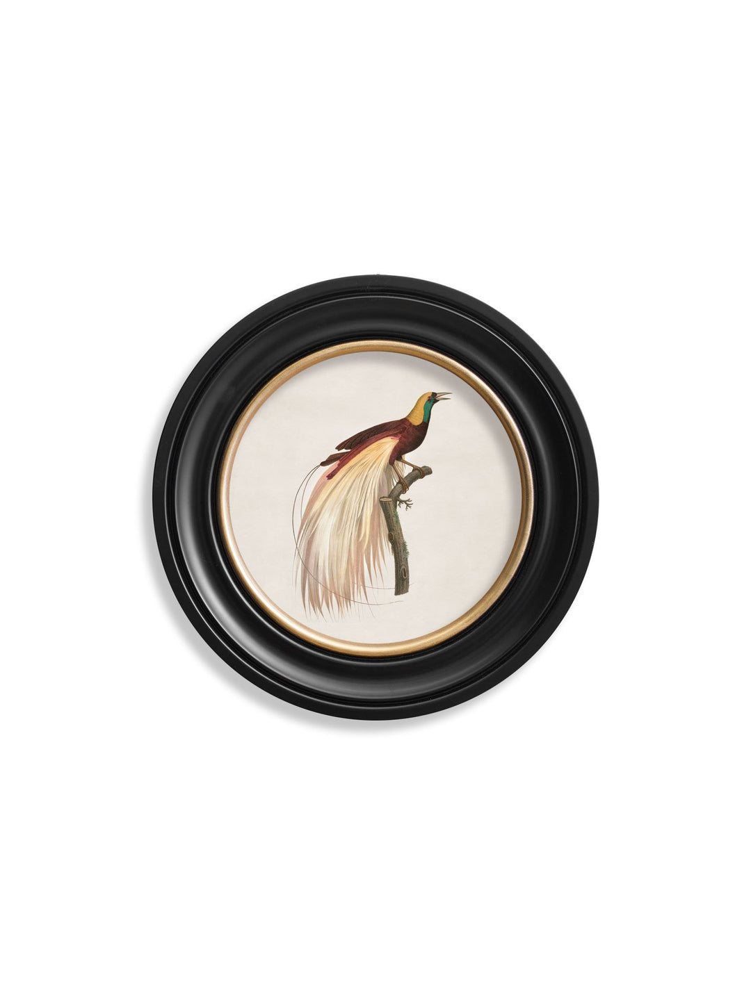 c.1809 Birds of Paradise - Round Frames - TheArtistsQuarter