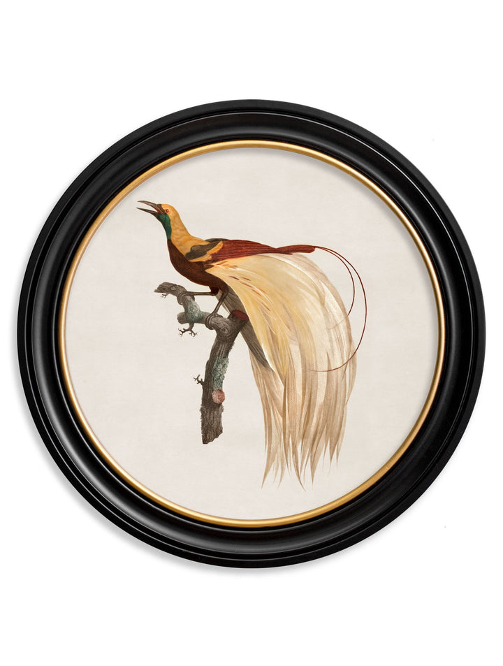 c.1809 Birds of Paradise - Round Frames - TheArtistsQuarter