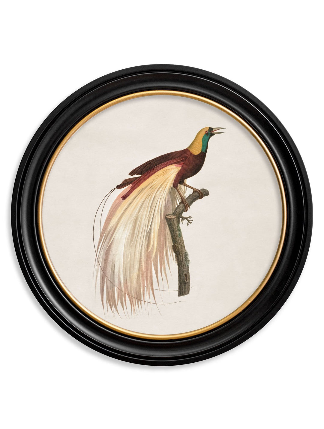 c.1809 Birds of Paradise - Round Frames - TheArtistsQuarter