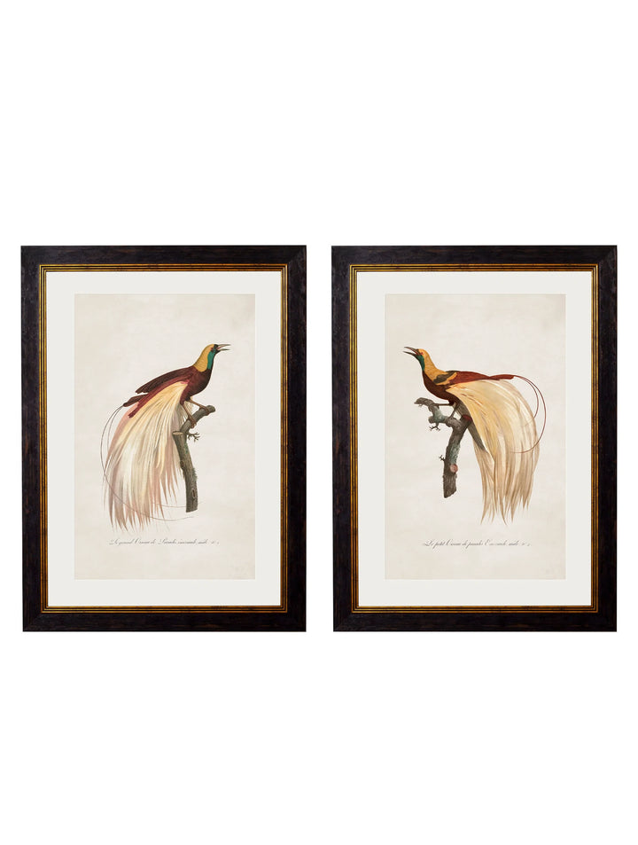 c.1809 Birds of Paradise - TheArtistsQuarter