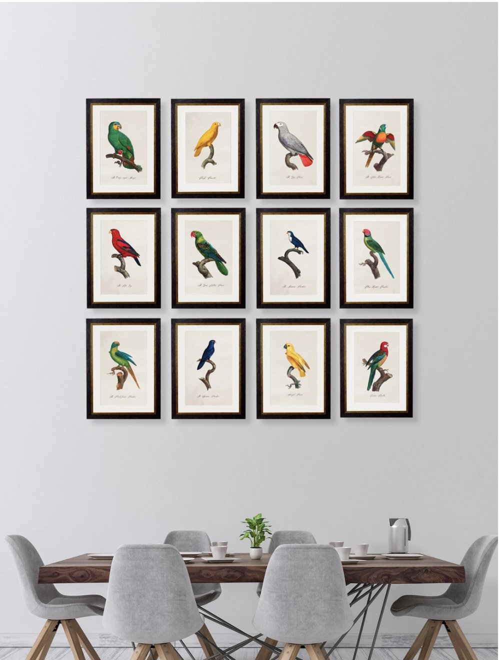 C.1800's Collection of Parrots Cancelled Order - TheArtistsQuarter